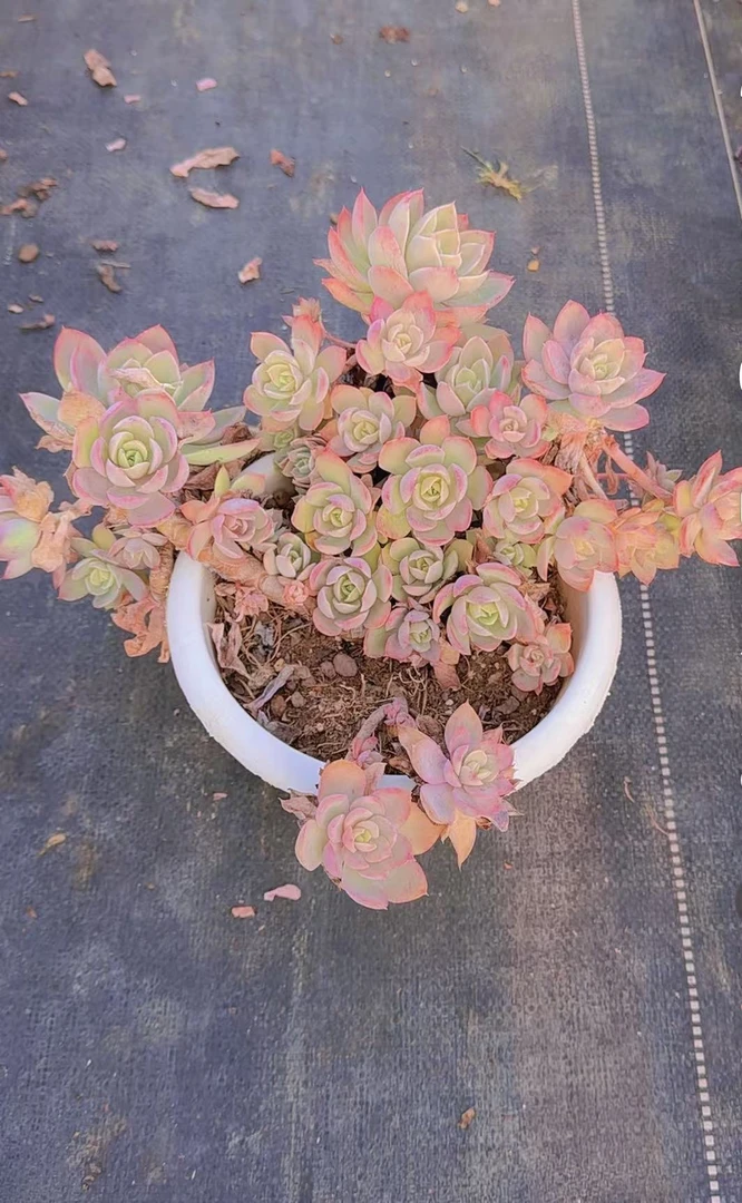 挚爱  外播造型丝绸【轻微掉叶不售后】 多肉植物