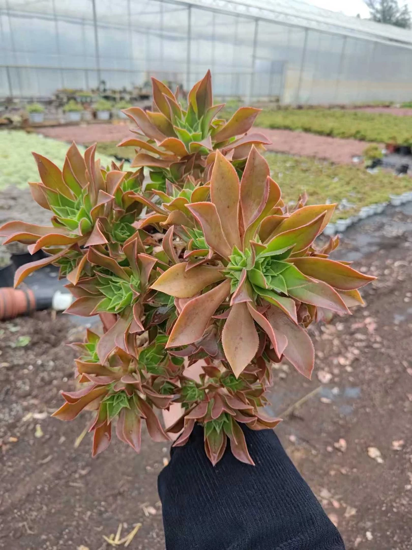 挚爱  红叶法师 多肉植物 【轻微断枝不售后】