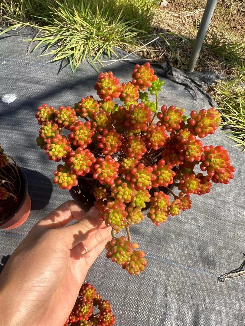 挚爱 外播浆果【带盆带土 轻微断枝掉叶不售后】植物庭院美观