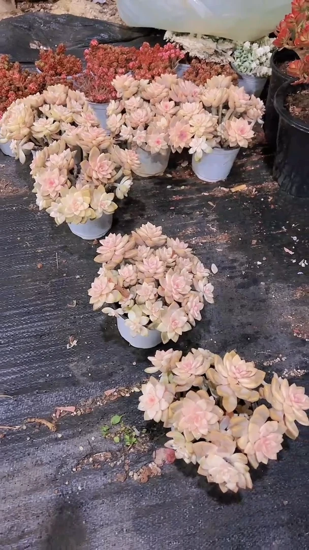 【闪购商品】樱花锦