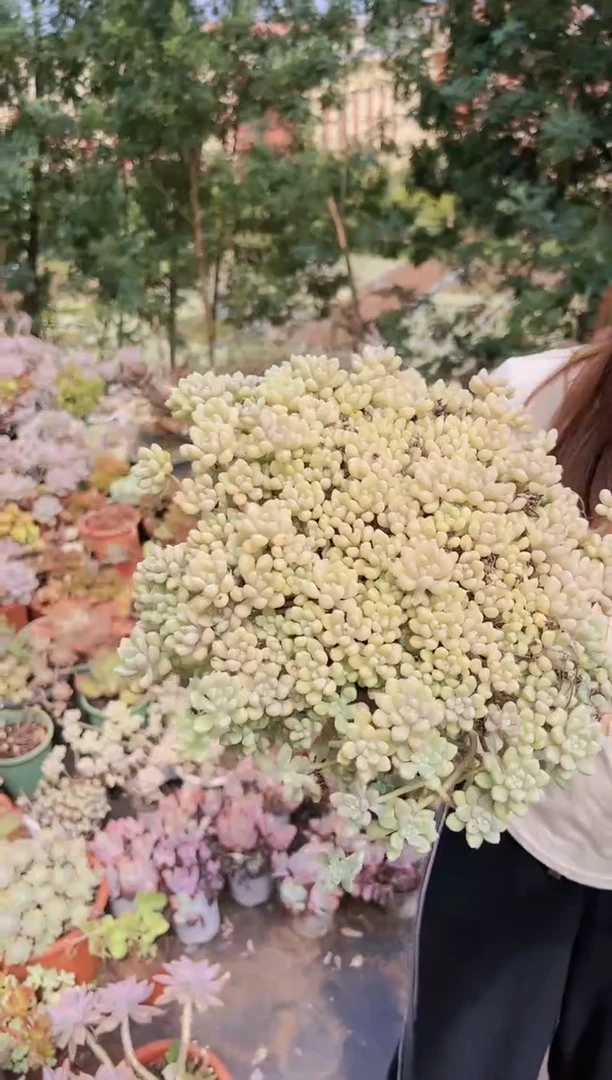 【闪购商品】早场大丸叶姬秋丽30一颗