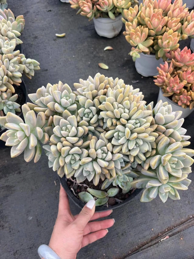挚爱     淡雪朵朵缀 【轻微掉叶不售后】多肉植物