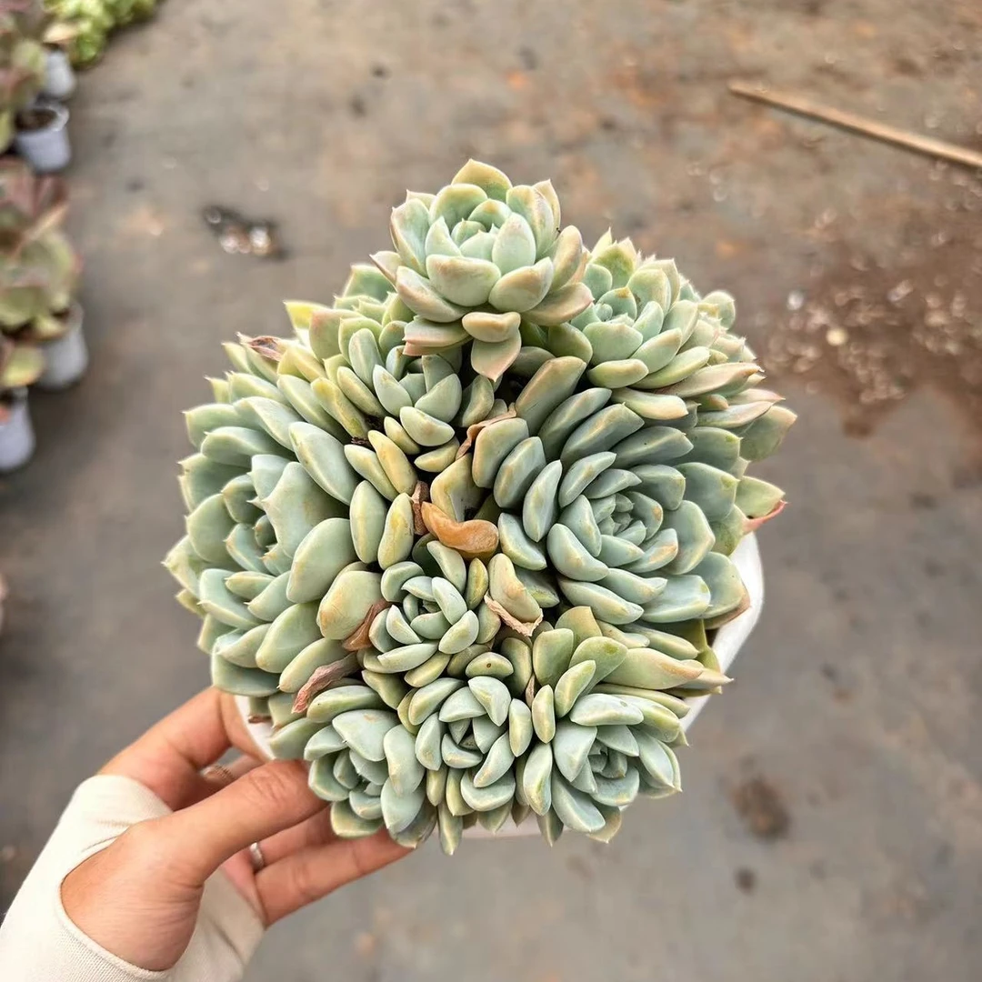 挚爱   奶油美人【带盆带土】【以直播间实物为准】多肉植物
