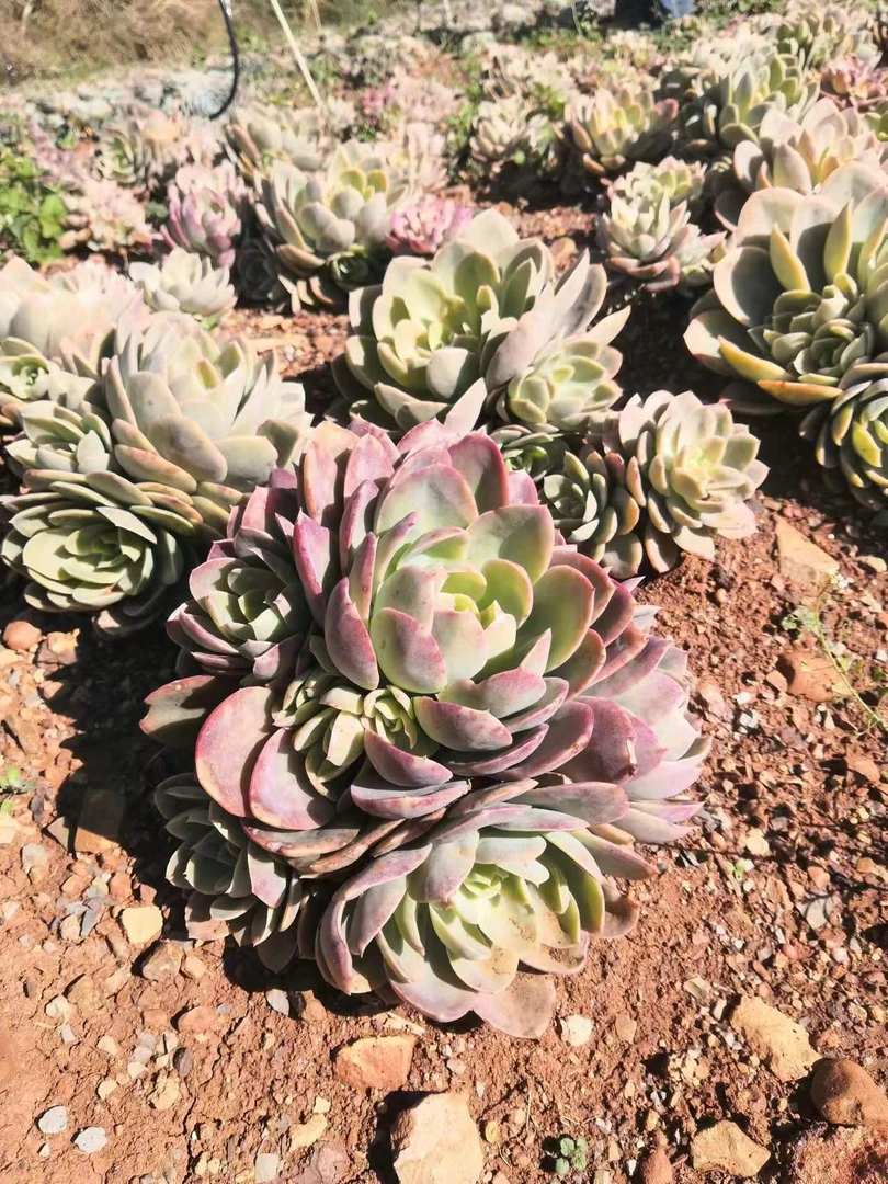 挚爱 外播地栽丝绸面纱 多肉植物【轻微断枝不售后】 庭院美观