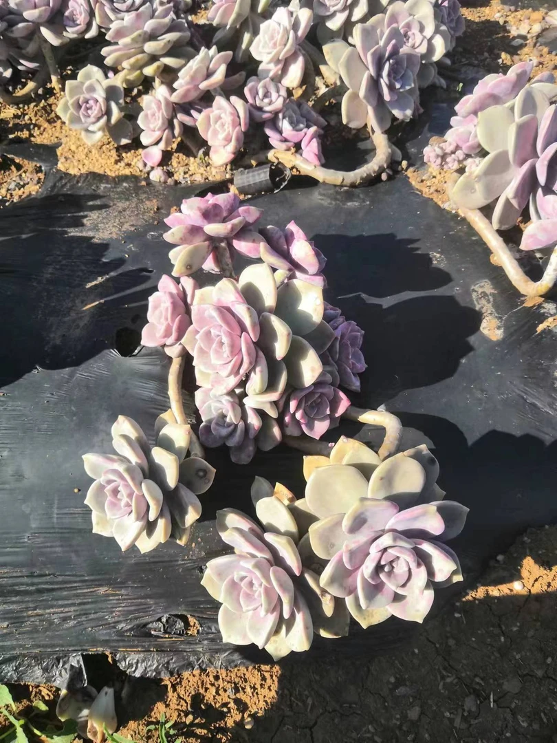 挚爱 外播地栽紫乐【叮叮】  多肉植物【轻微断枝不售后】 庭院美观