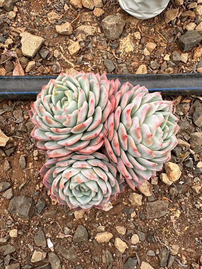 挚爱 水晶玫瑰 【轻微掉叶不售后】多肉植物