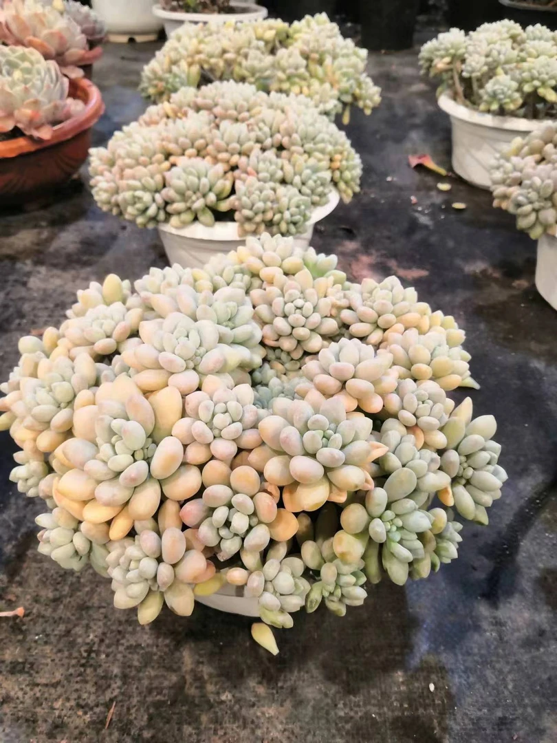 挚爱 鱼子酱【轻微断枝不售后】 多肉植物