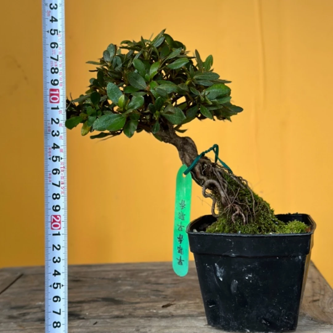 盆景盆栽植物链接杜鹃一物一拍请勿私拍