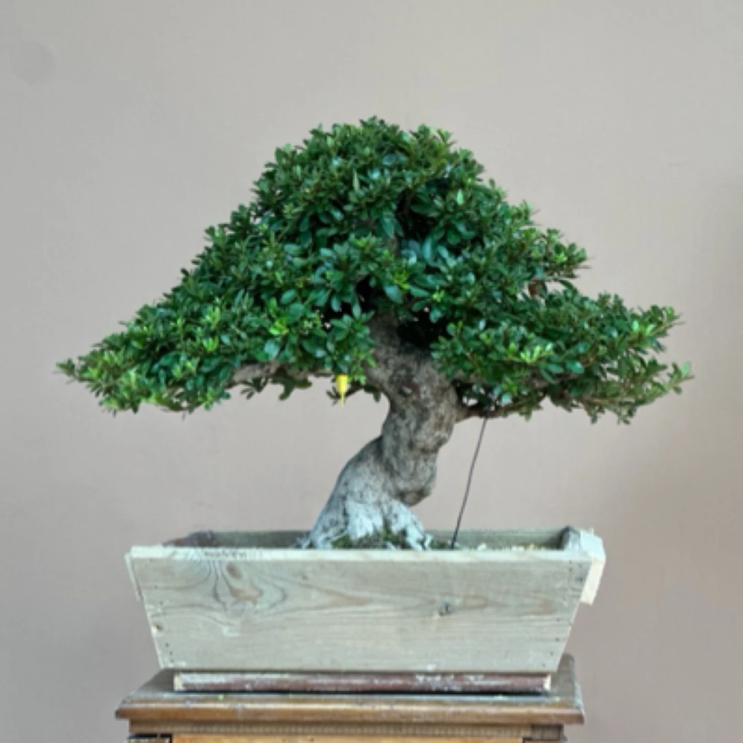 日本皋月杜鹃盆景植物绿植盆栽四季常绿满树花苞日之丸网红品种