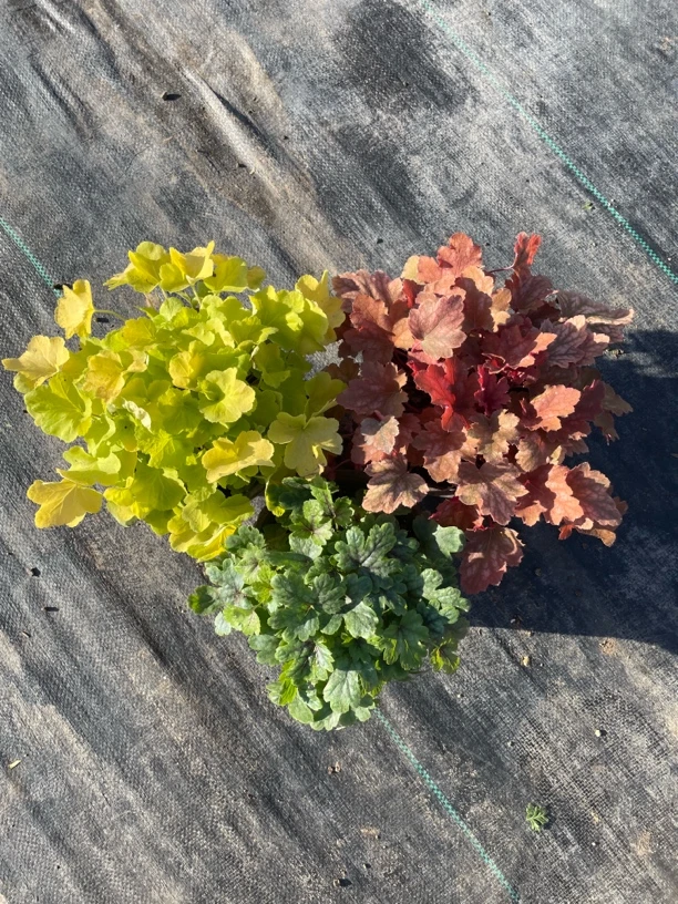 矾根盆栽组合耐寒耐阴庭院阳台观叶植物