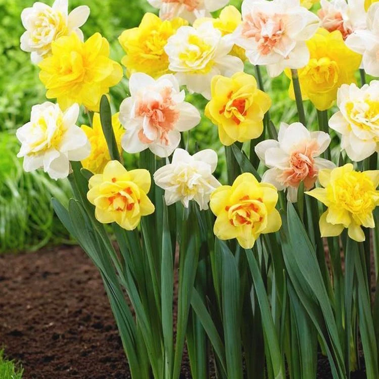 洋水仙种球适合冬季水培重瓣花地盆栽球根花卉水仙花栽培混色四季