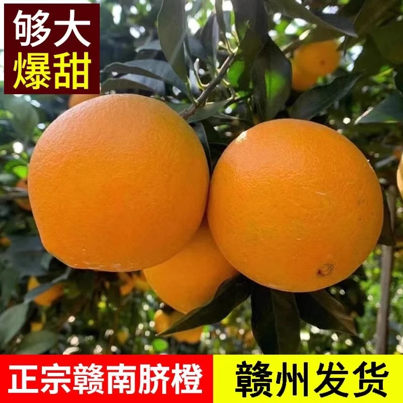 正宗江西赣南脐橙新鲜现摘当季水果整箱顺丰包邮橙子5-10斤果冻橙