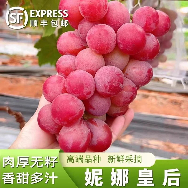 【顺丰空运】新鲜妮娜包赔葡萄红提无籽应季水果礼盒红宝石生鲜多汁