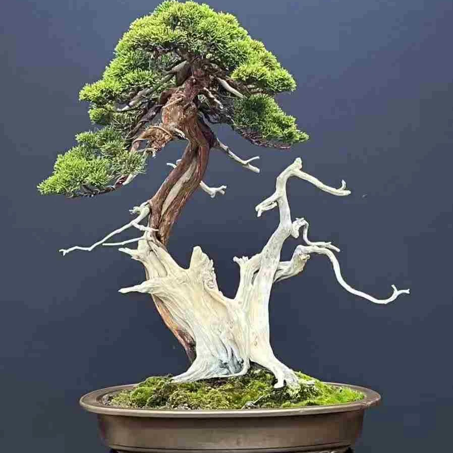 台湾真柏（一物一拍）