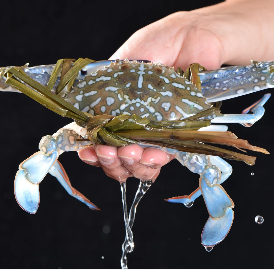 【中号花蟹】 四只  不低于500g   默认鲜活打氧配送 小时达 在途过程中会发生个别缺氧死亡状态，介意请慎拍