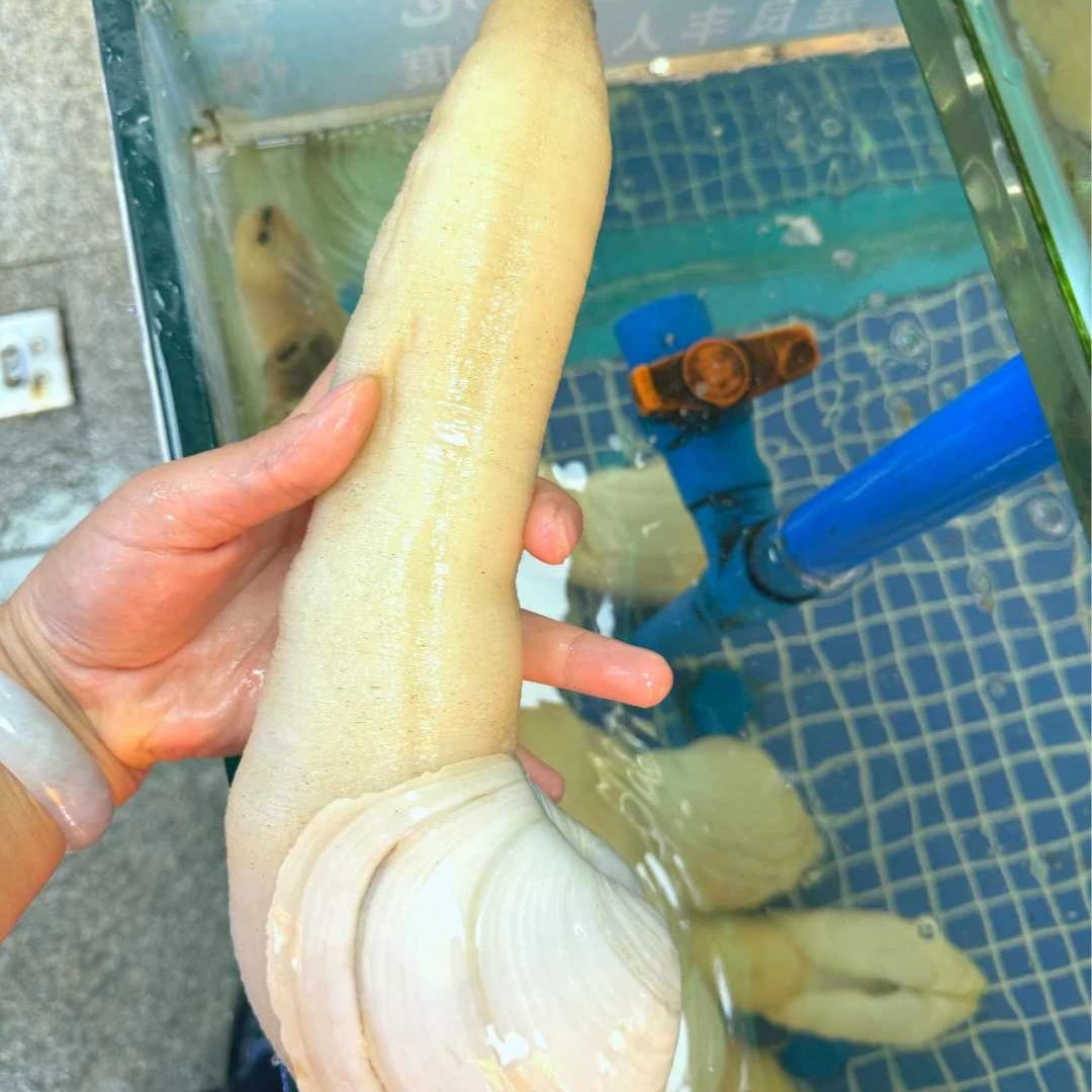 【加州蚌/象拔蚌】约700g/只 小时到家 默认打氧 如需处理请备注