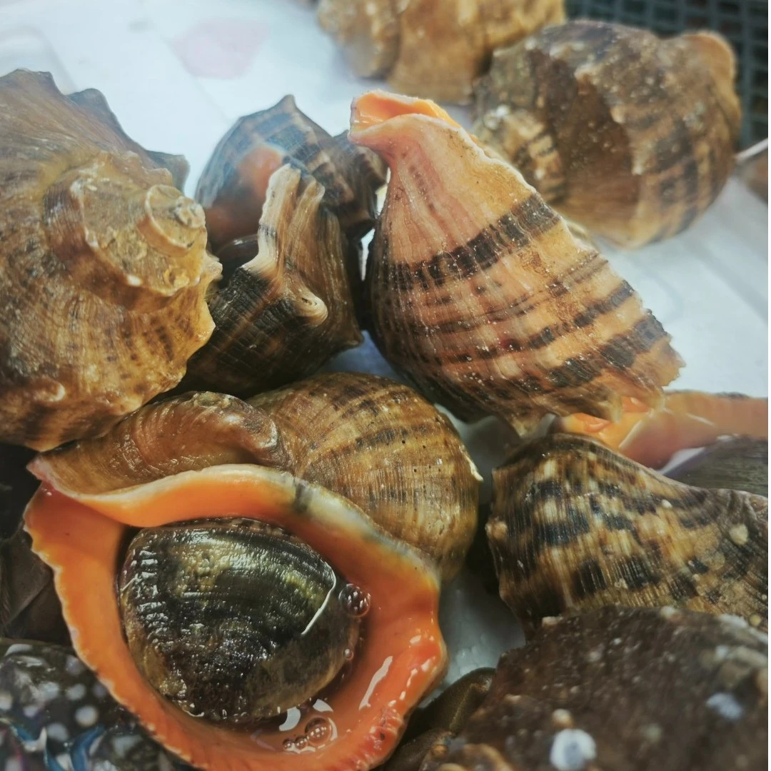 红里螺 1000g  鲜活小时到家