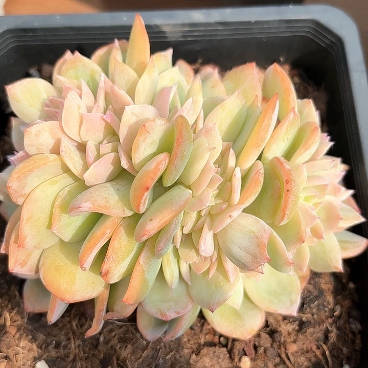 白凤缀化福利包邮