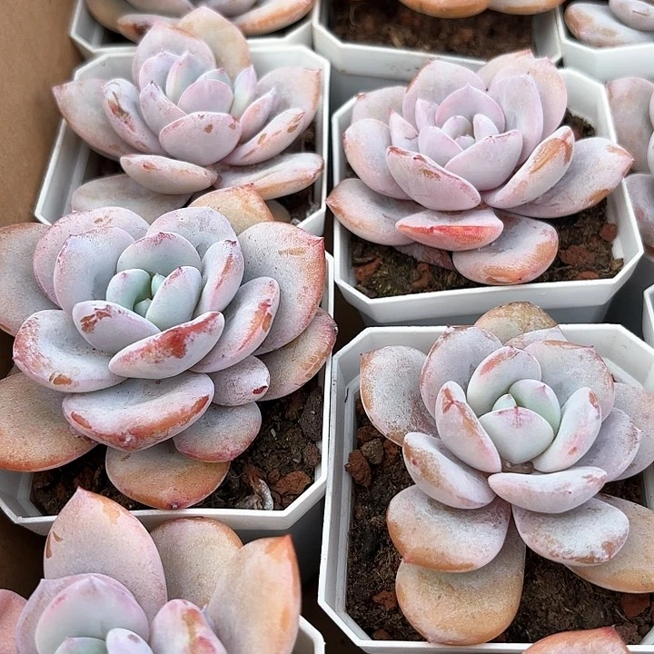 正版韩版奶茶带盆包邮