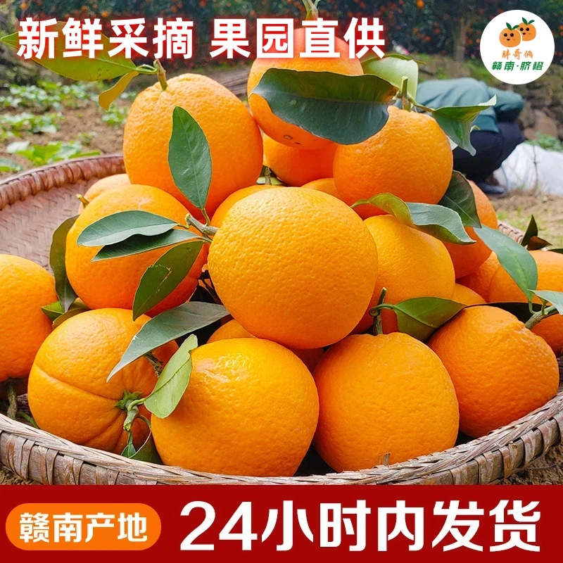 星光行动走进寻乌赣南脐橙应季水果新鲜橙产地直发现摘胖哥俩正宗