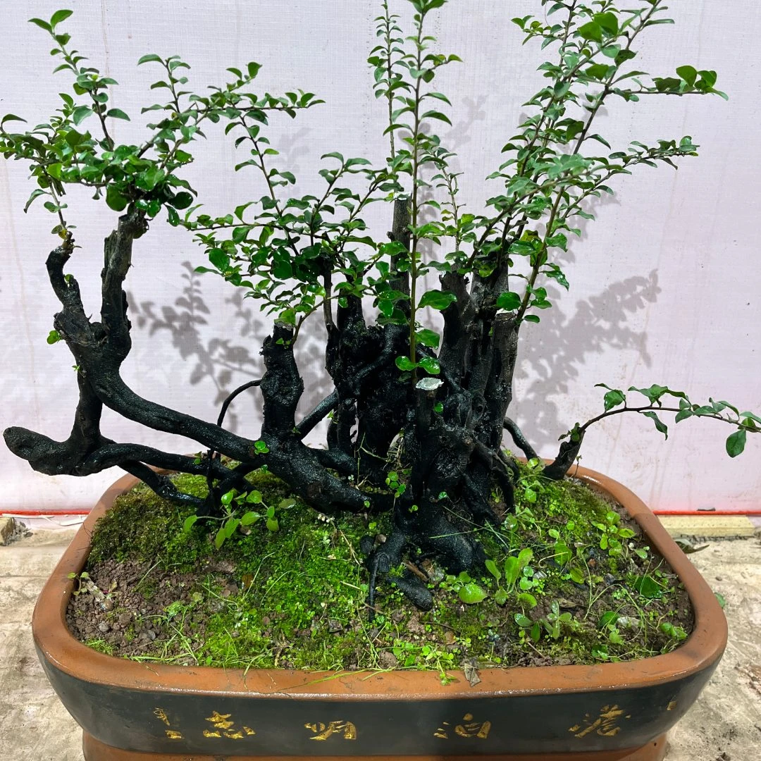 云艺金弹子直播付米专用，原盆原土包邮发货，自选盆景