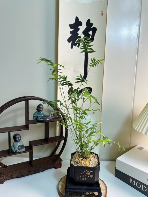 土培米竹室内水培植物水养观音竹富贵竹带盆种好客厅懒人高档绿植