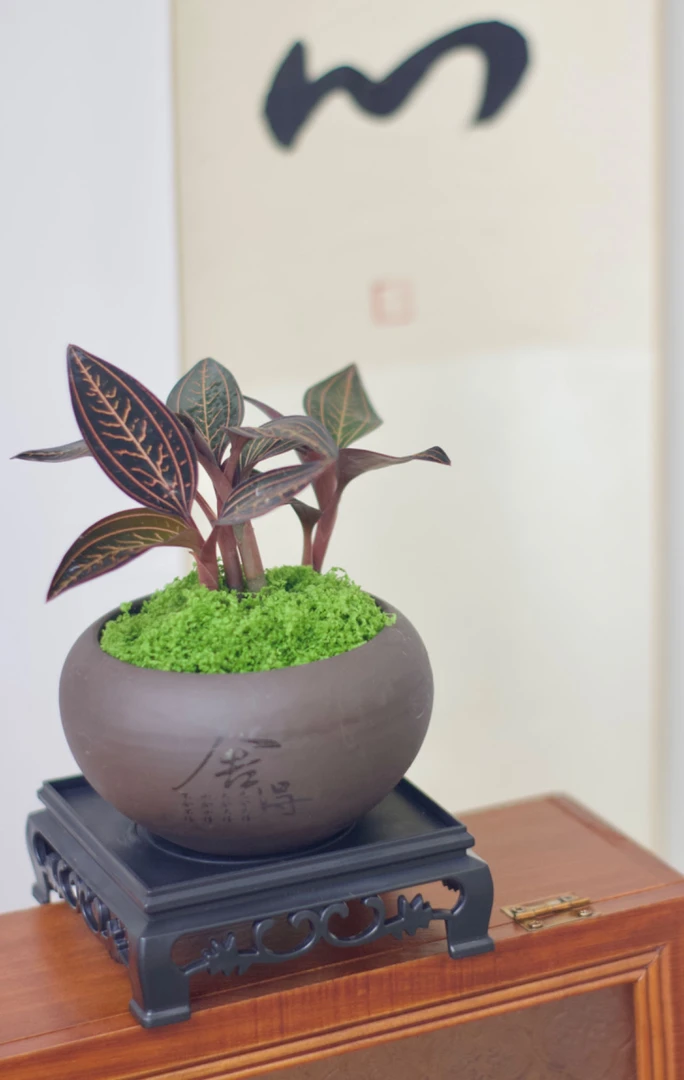 公石松盆栽绿植血叶兰观叶室内造景带土发货造景绿植鲜切绿宝石