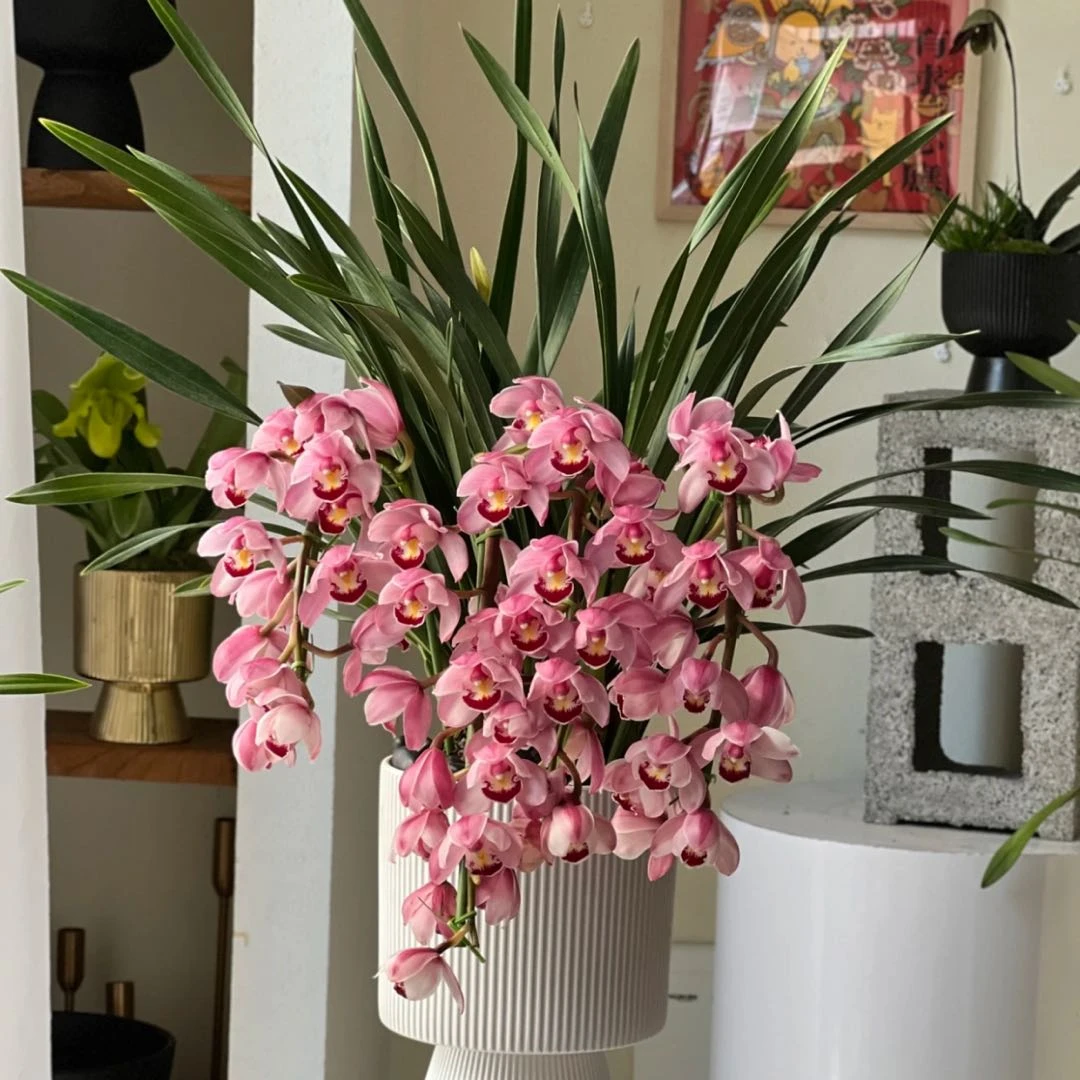 年宵花丨大花蕙兰 高端花材 盆栽 云南基地直发 基地直发 福利