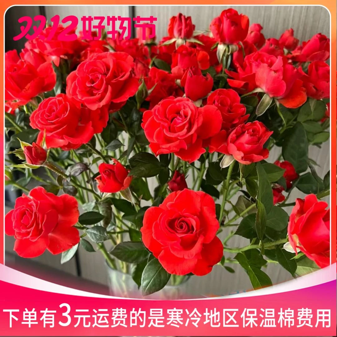 霓虹多头玫瑰10枝 粉丝送保鲜剂 20%不售后 云南鲜花