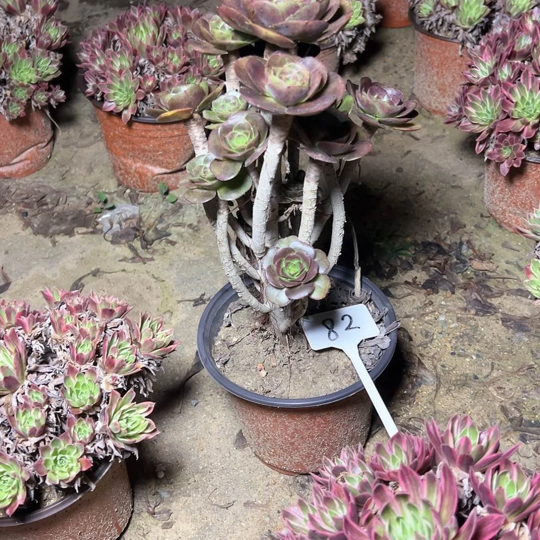 莉*82多肉00000000