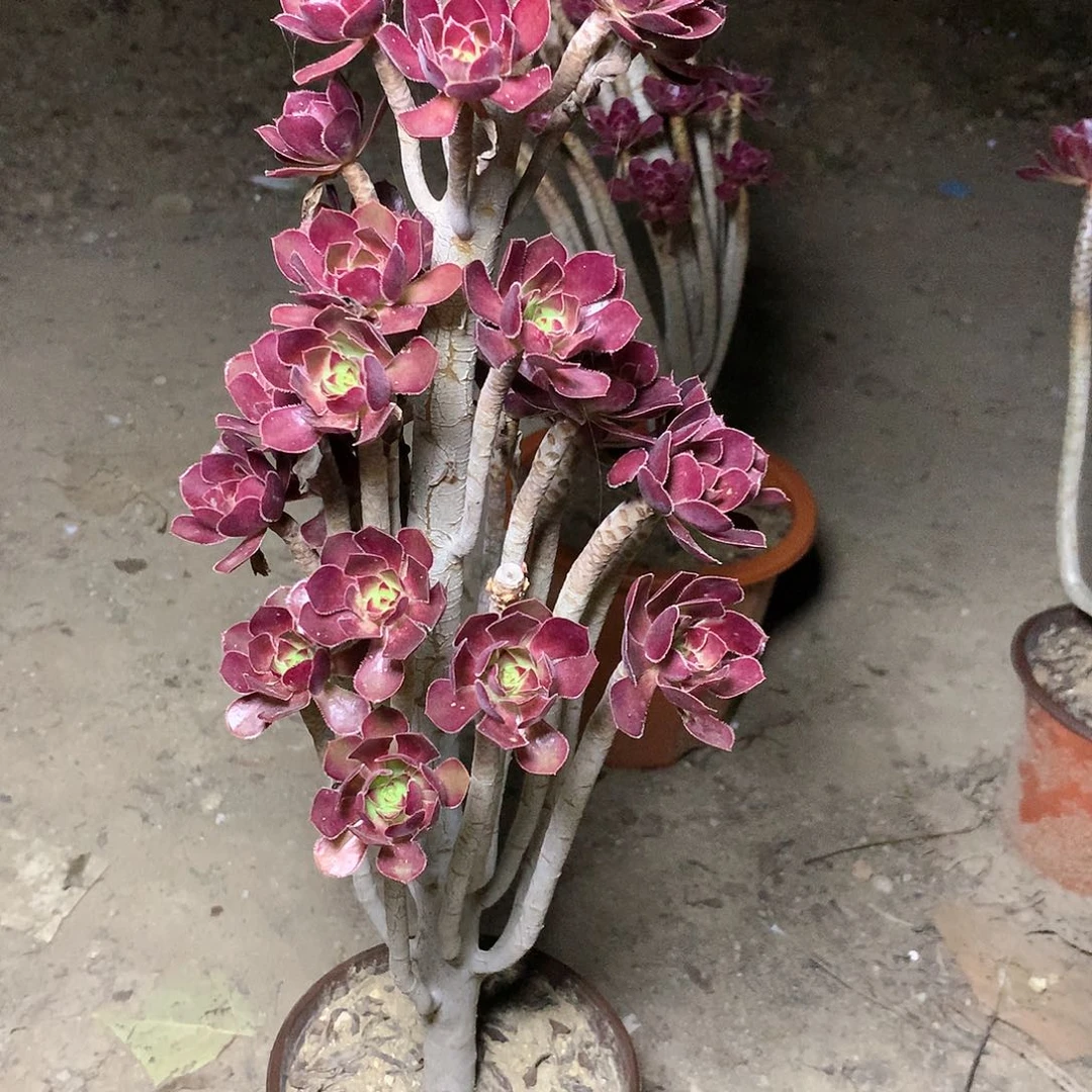 多肉多肉多肉多肉155