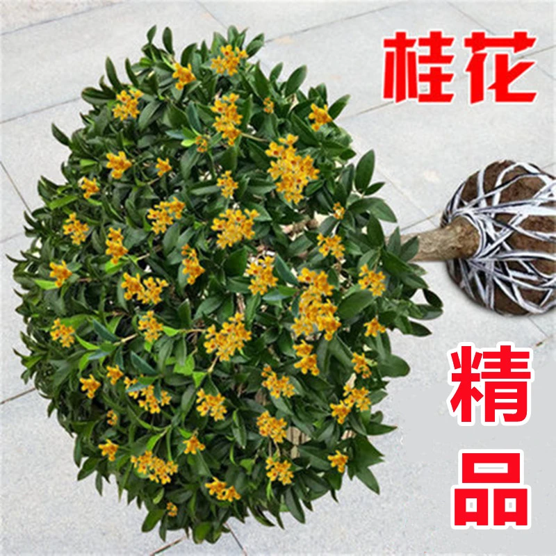 四季桂花树苗盆栽耐寒庭院开花浓香地载嫁接金桂室内阳台好养植物