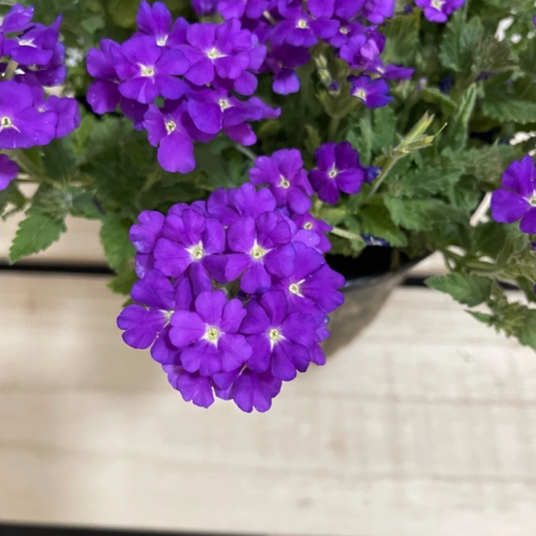 美女樱盆栽（紫色系加仑盆）冬季室内盆栽