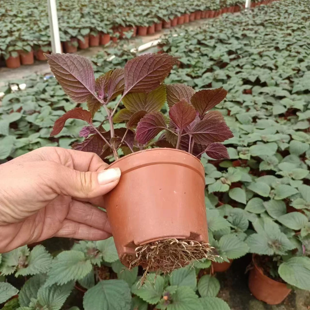 紫苏绿植盆栽植物花草花卉栽培观赏室内