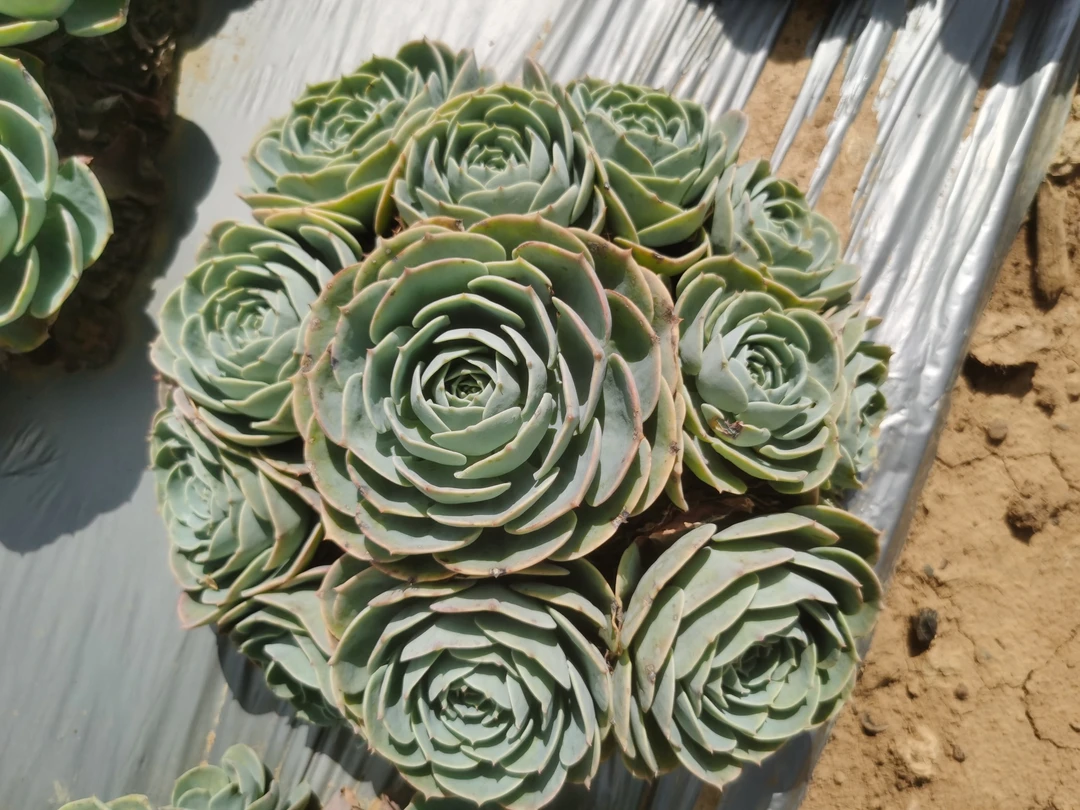 大姐夫多肉植物 地栽小盆玉蝶（20-25cm）