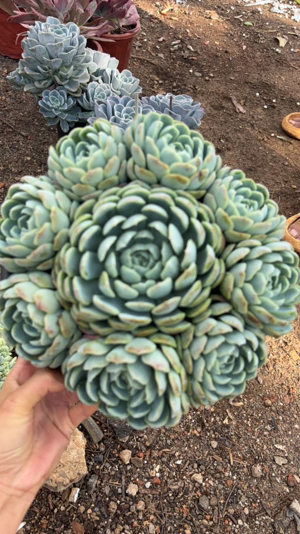 大姐夫多肉植物     手捧花贝瑞