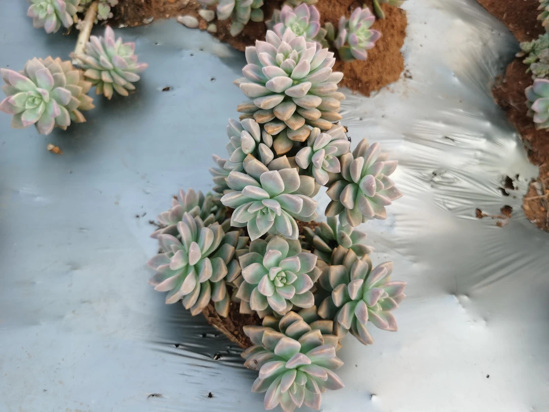 大姐夫多肉植物 淡雪