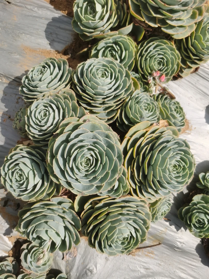 大姐夫多肉植物 地栽大盆玉蝶（30cm以上）