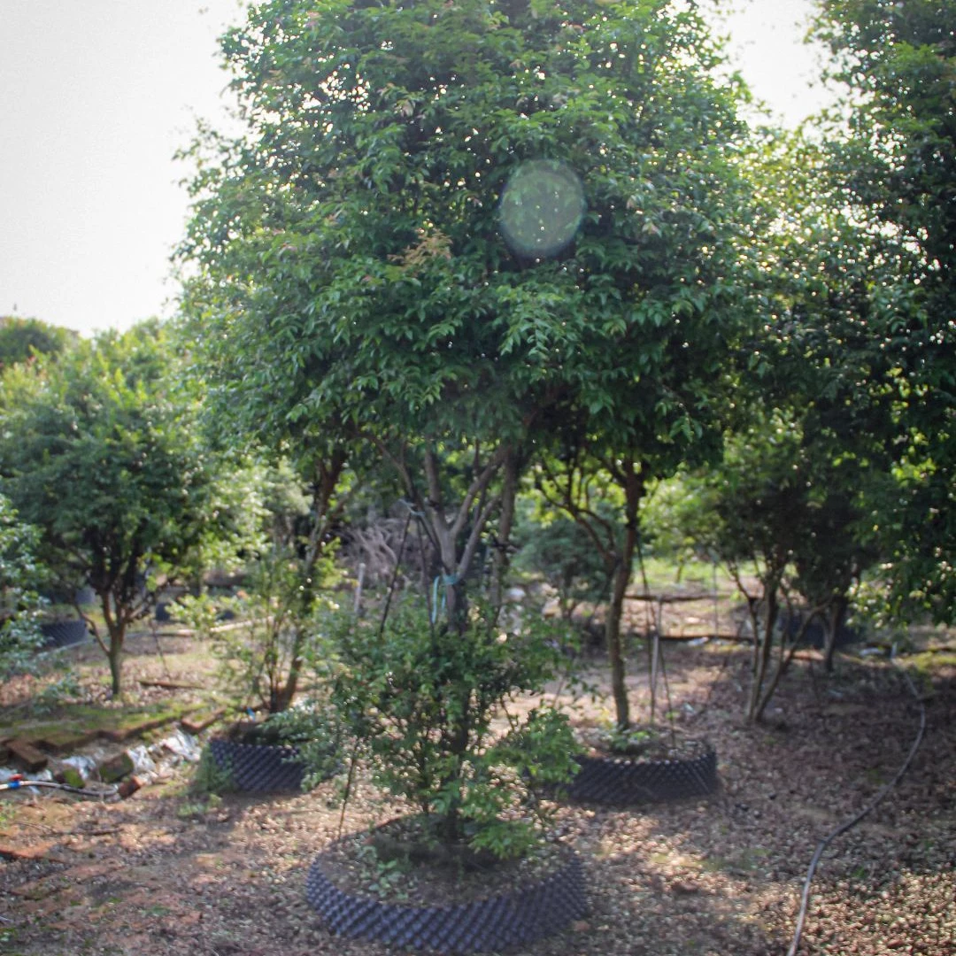 （辉）直播间一物一拍沙巴嘉宝果树苗树葡萄树