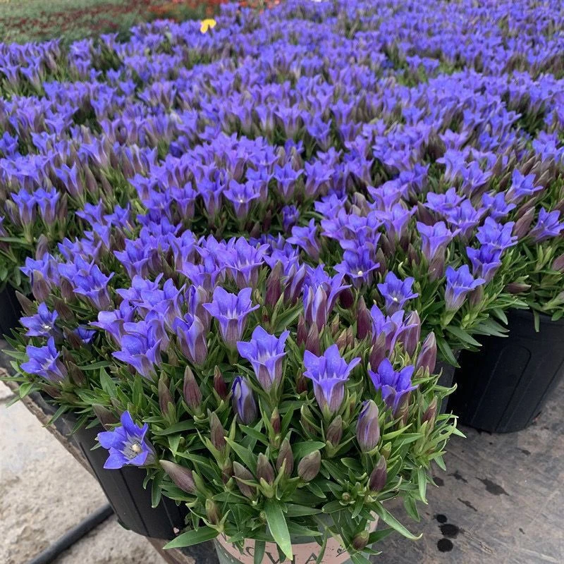 龙胆花苗海洋之心耐寒耐热多年生植物盆栽大盆