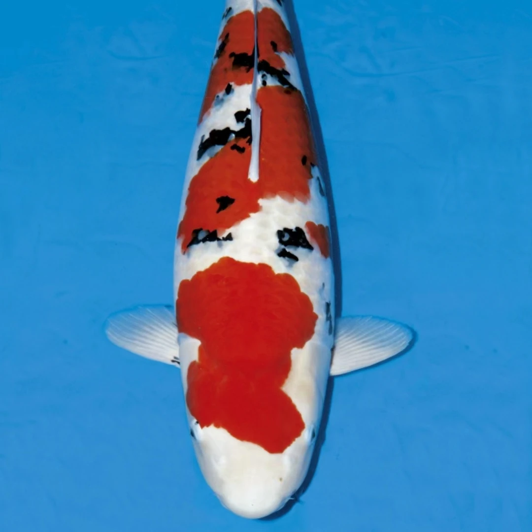 精品血统锦鲤观赏鱼一物一拍（无开箱视频不售后）