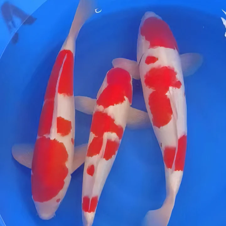 血统锦鲤观赏鱼茶鲤空鲤黄猿芥子银松鱼苗（无开箱视频不售后）