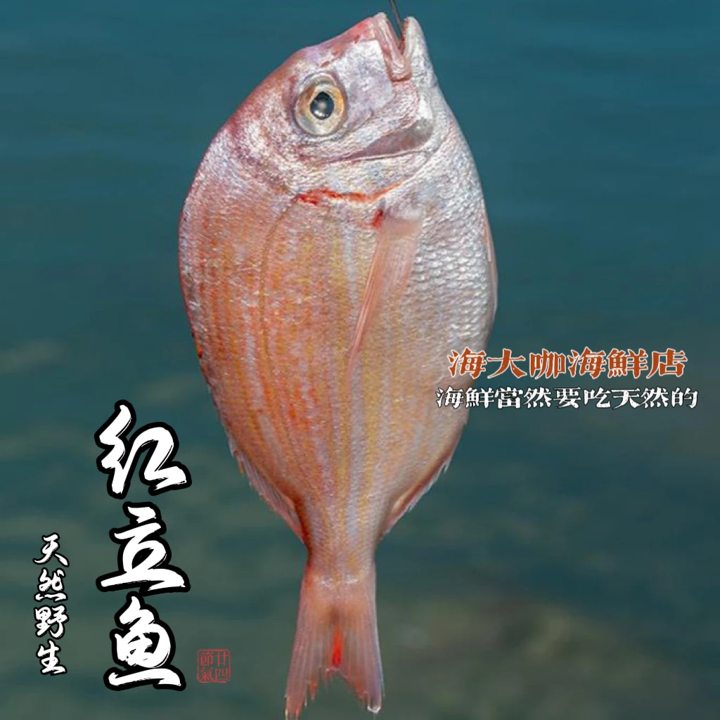 红立鱼 广东汕尾本港 当天捕捞 野生红立鱼（红雕鱼）3斤5斤