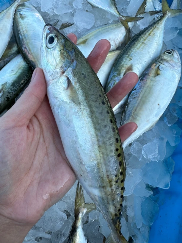 广东汕尾 照灯白面鱼 野生白面鱼