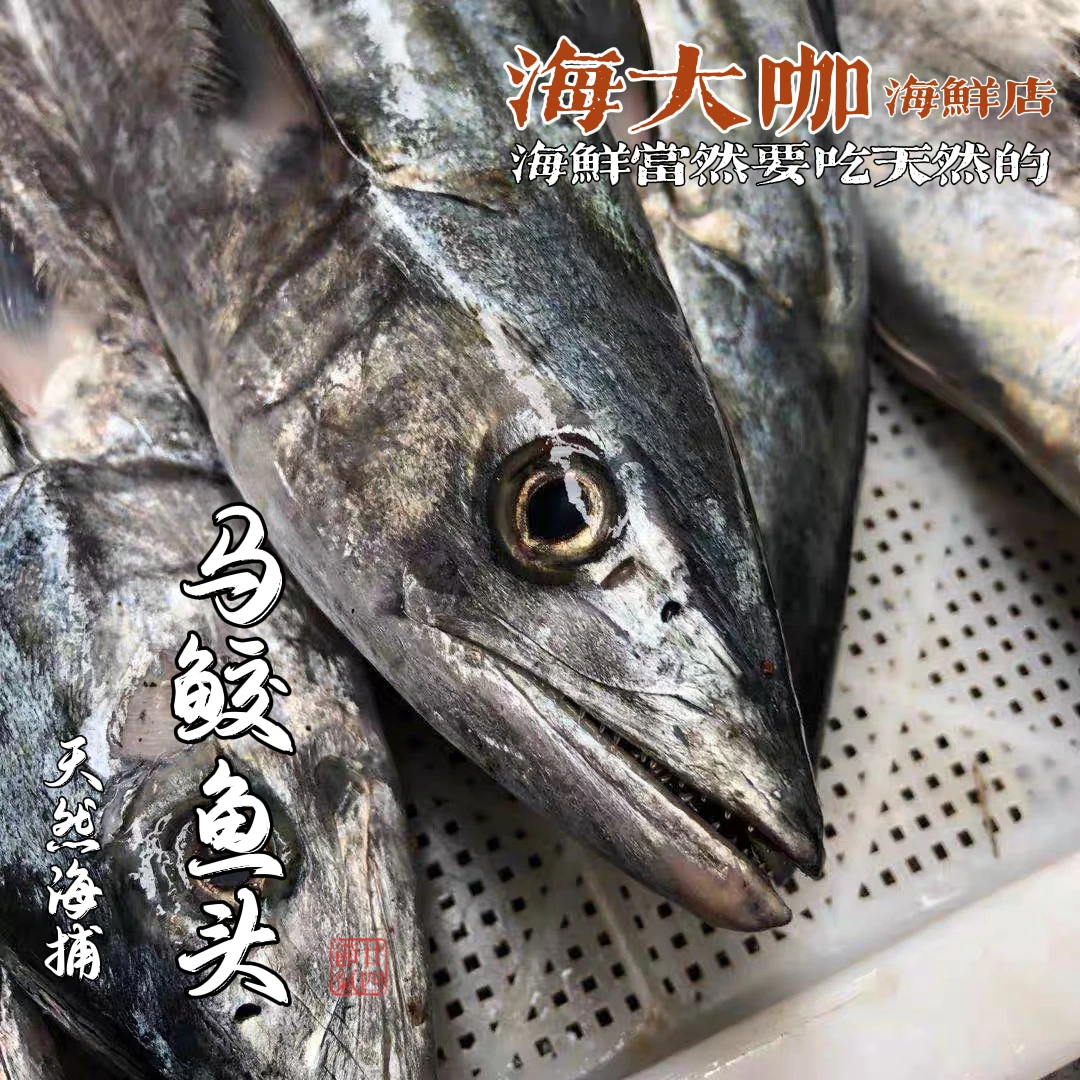 汕尾小船马鲛鱼 肉质鲜嫩肥美 特甜无小刺