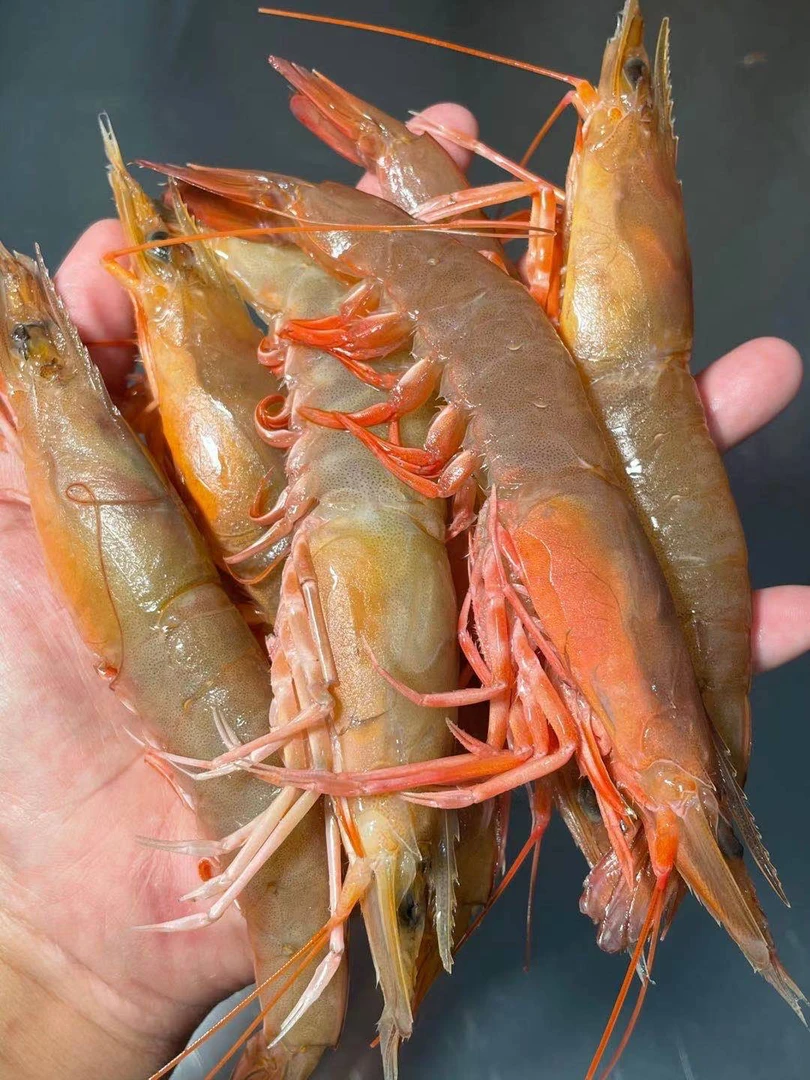 野生卢虾 (沙卢虾)脆甜到飞起 活冻刺身生腌级别