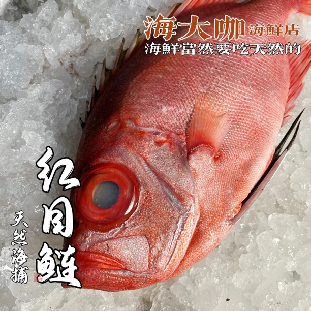 广东海域 野生大眼鸡 红目鲢