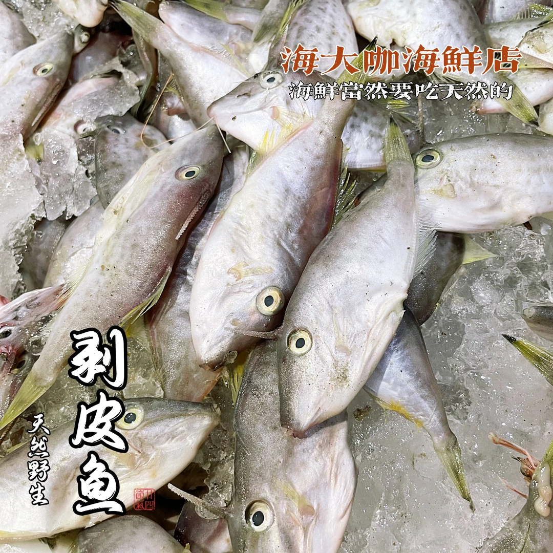 广东汕尾 天然野生剥皮鱼 浩儿鱼