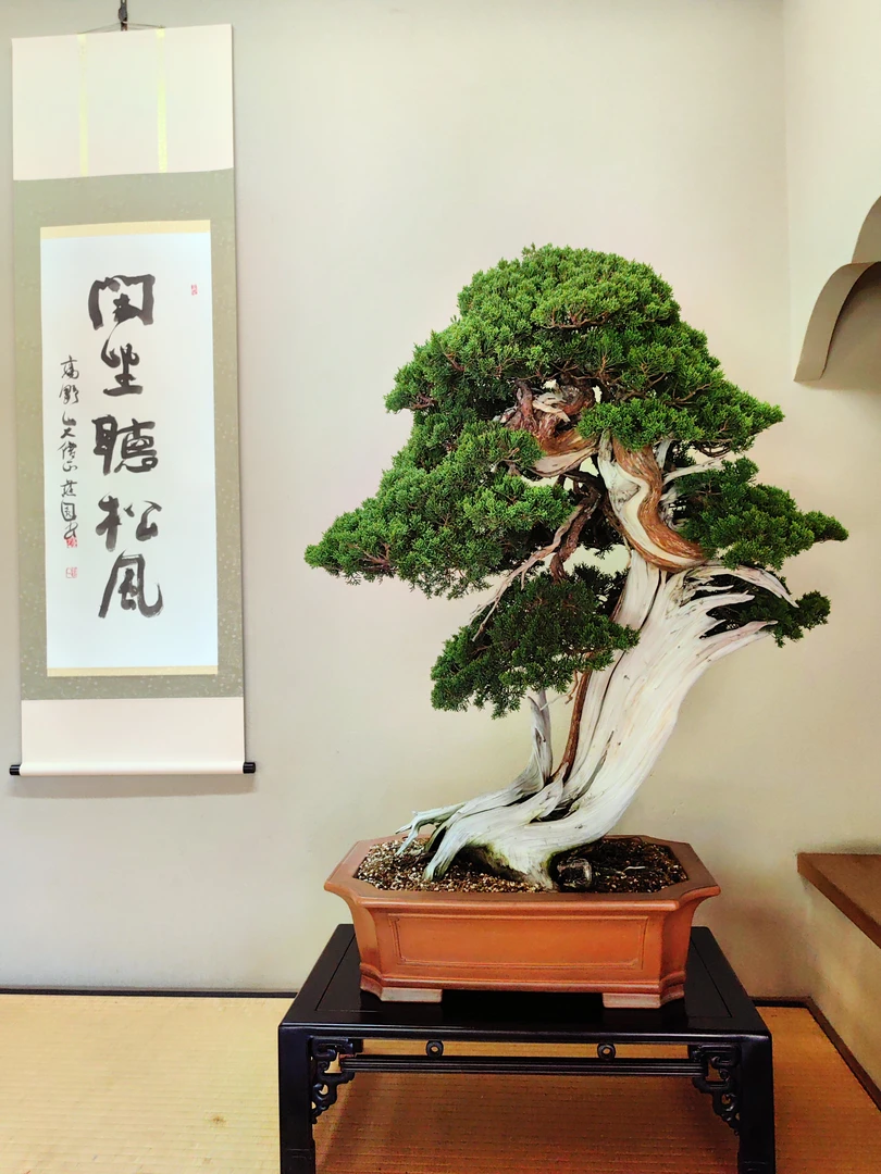 【马雷盆景】一物一拍松类柏类杂木类2000-5000