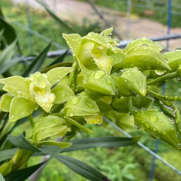 盆栽兰花 桌面款 绿精灵（花期2～3个月）